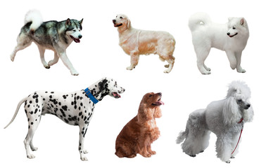 Set of dogs. Isolated over white