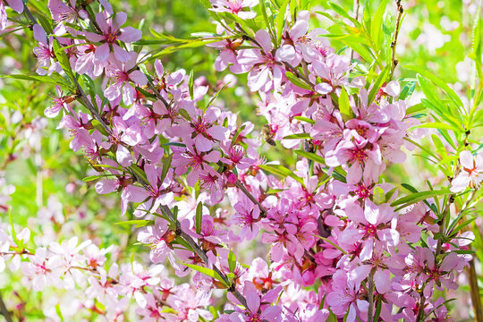 Цветущий Миндаль степной (Prunus tenella)