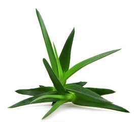 Aloe vera plant