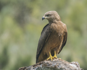 black kite