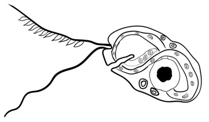 Vector Common bacteria infecting human 1