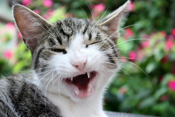 gatto