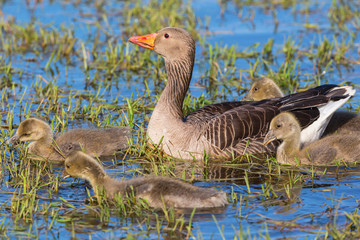 Greylag Goose with a goslings