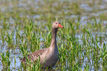 Greylag Goose standing in the water