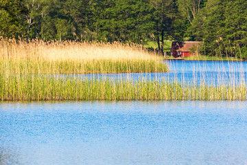 Lake with reeds