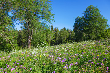 Summer meadow at the forest edge
