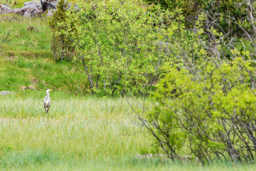 Obraz na płótnie Canvas Grey heron in a wetland