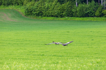 Cranes flying over a field