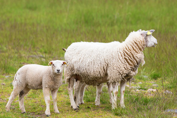 Naklejka na ściany i meble Sheep with lambs on the meadow
