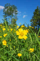 Meadow buttercup