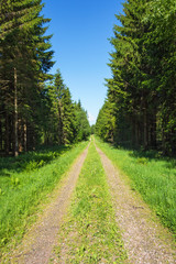 Fototapeta na wymiar Forest road with spruce trees lined