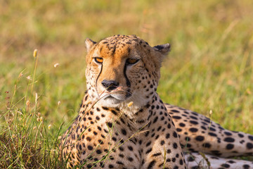 Cheetah lying in the grass