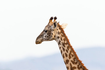 Giraffes potrait
