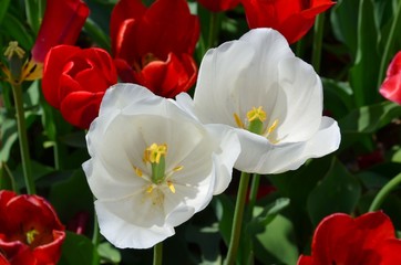 Fototapeta na wymiar Tulpen verwelken im Garten