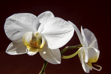 Fototapeta na wymiar Orchidaceae