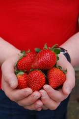 Freshly Picked Ripe Strawberries in a Child's Hands