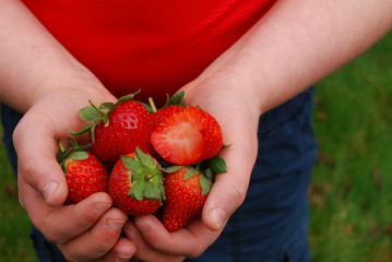 Freshly Picked Ripe Strawberries in a Child's Hands