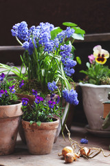 nice flowers in the pot