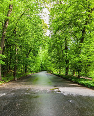 spring landscape