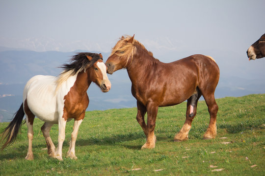 Coppia di cavalli in amore