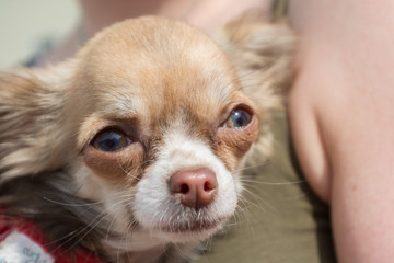 Portrait eines Chihuahua-Hundes