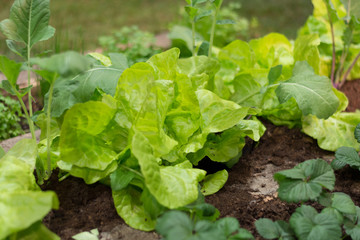 grüner Salat und Kohlrabi im Hochbeet