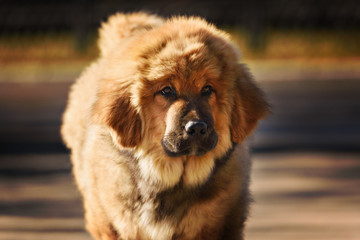 Tibetan Mastiff puppy