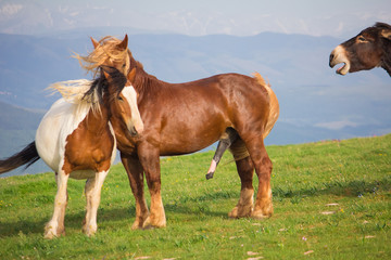 Cavalli in amore con l'asinello