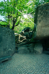 large rocks and plants