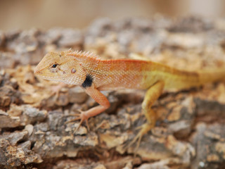 Gecko