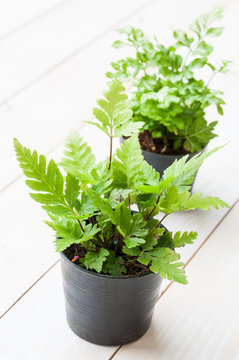 Little fern plants in flower pots