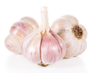 Garlic