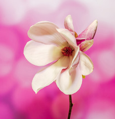 Fototapeta na wymiar Pink, purple Magnolia branch flower, gradient background.