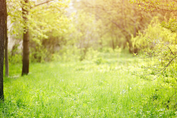 yard garden background with shallow focus