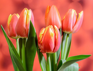 Red tulips flowers, floral arrangement, gradient background.