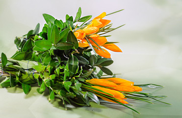 Orange crocus heuffelianus flowers, bouquet