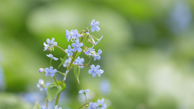 brunerra flowers in bloom close up