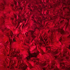 Bouquet of red flowers carnation for use as nature background. - 83399823