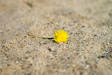 Dandelion / Dandelion on a sand underground