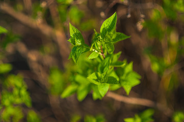 the young green leaves
