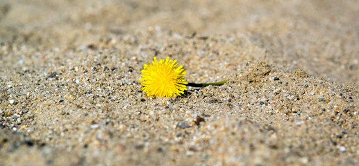 Dandelion / Dandelion on a sand underground