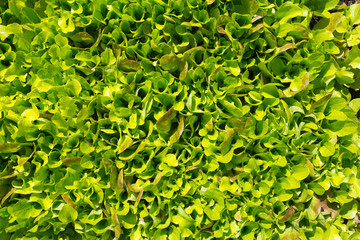 Fresh Green Young Lettuce Growing Mixed Salad Leaves