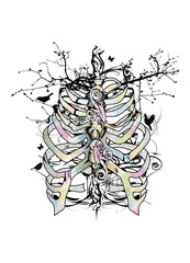 Skelett eines menschlichen Brustkorbs 