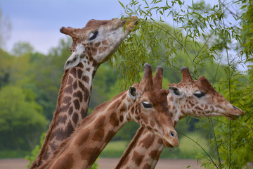 girafes se nourrissant 