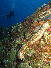 Sea cucumber