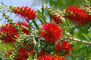 北の丸公園のブラシノキ