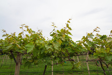 Growing grape vines