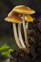 Pluteus S. P. growing on a dead trunk