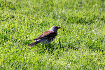 snowbird on the green grass