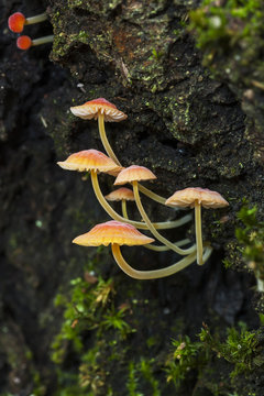 Mycena adonis on a dead trunk